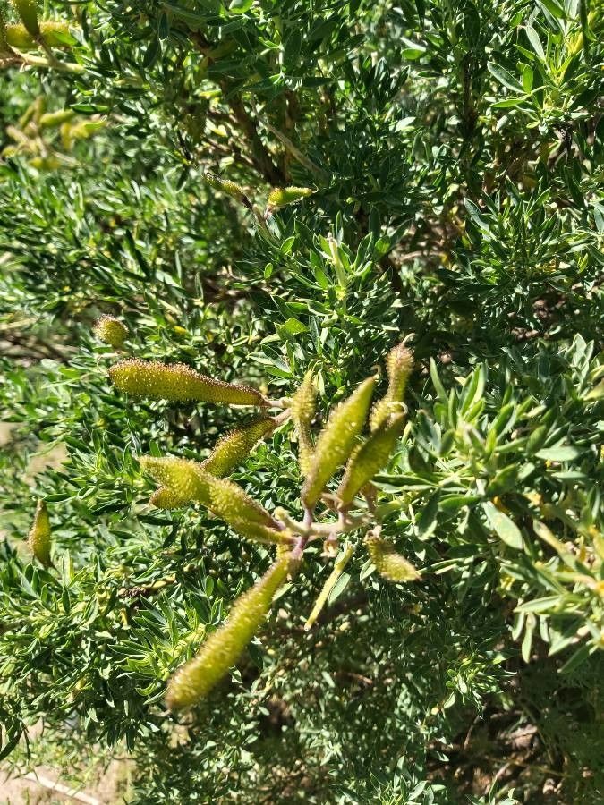Adenocarpus hispanicus fruit
