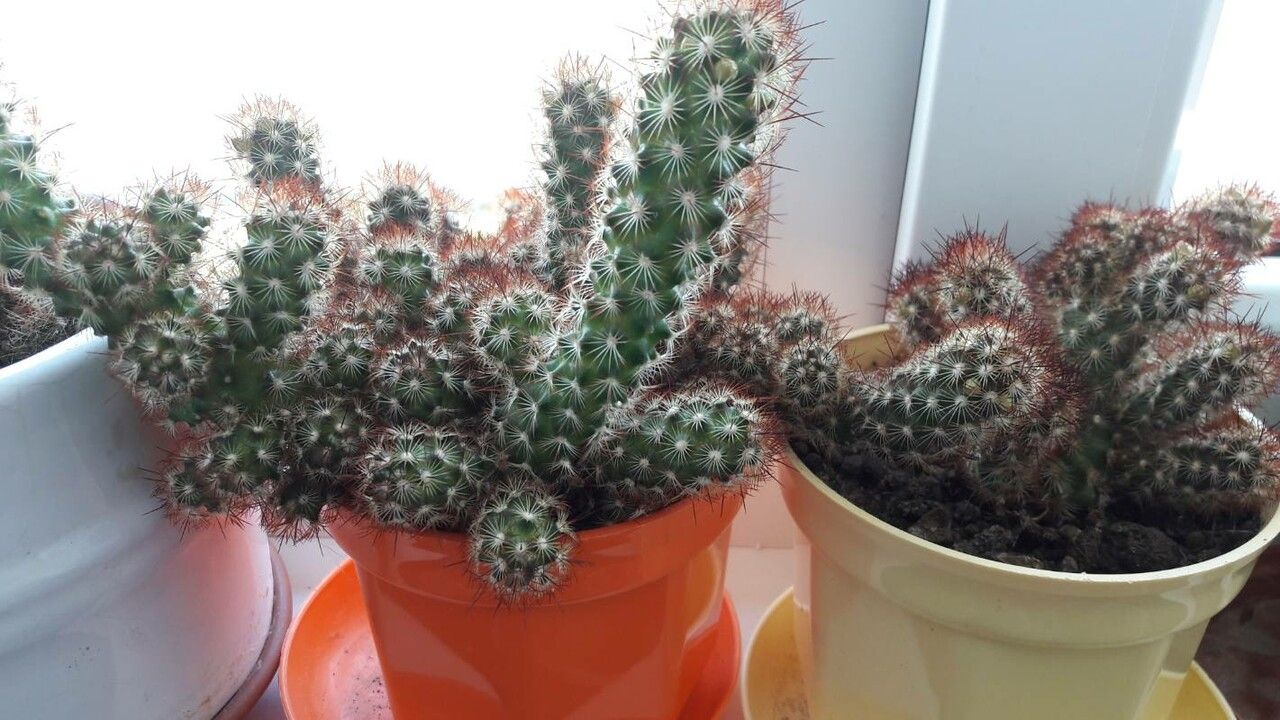Mammillaria gracilis fruit