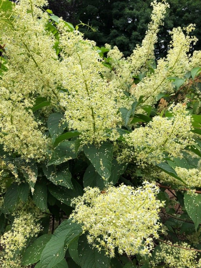 Gaylussacia brachycera — related species from the same genus