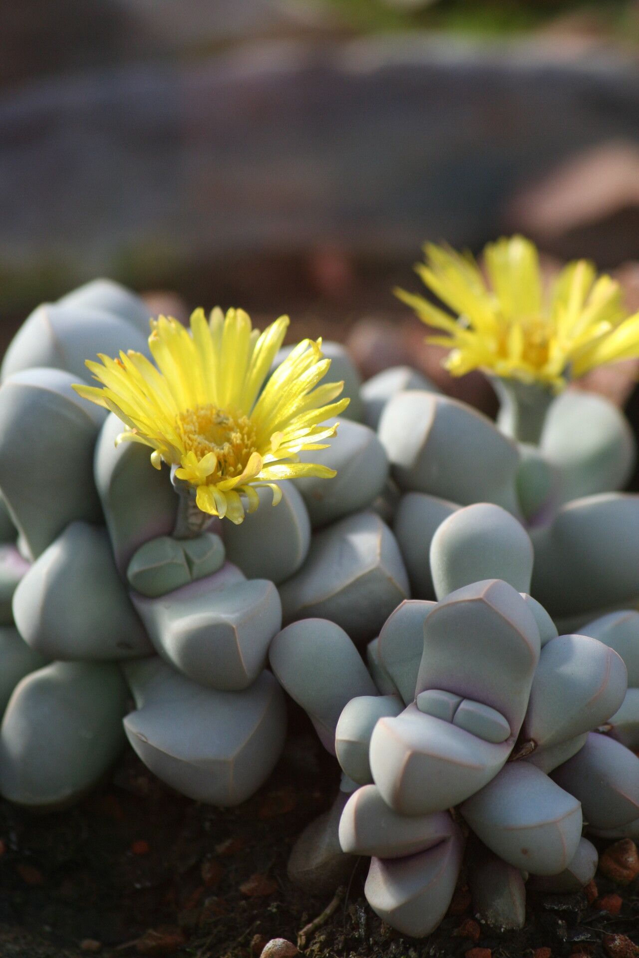 Lapidaria margaretae flower
