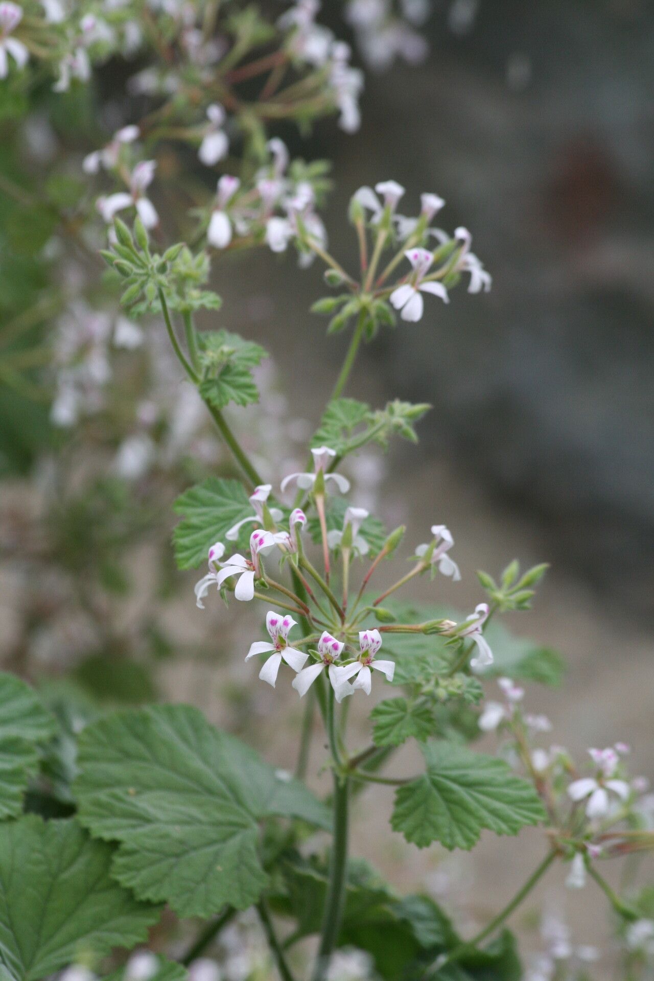 Pelargonium album flower