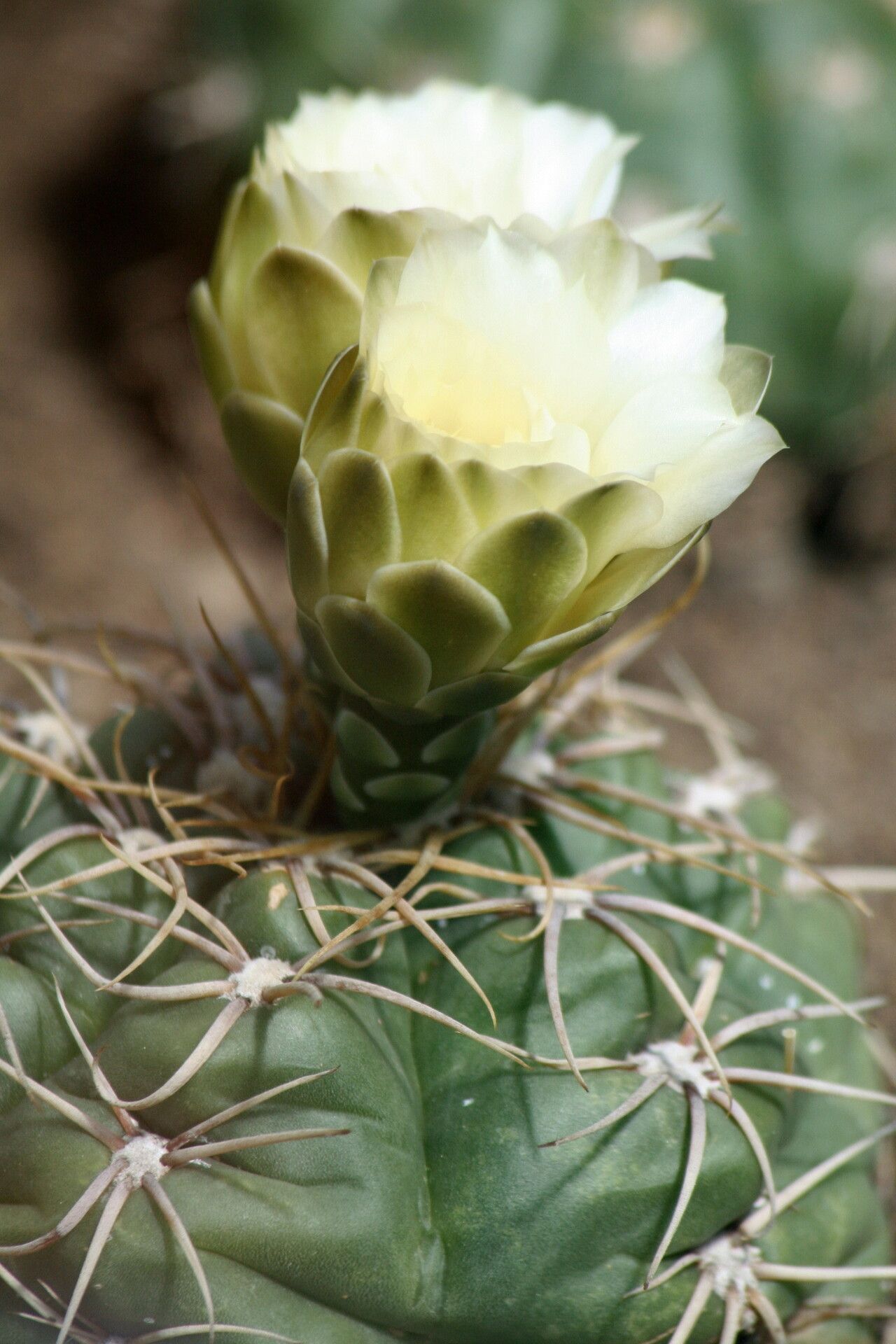 Gymnocalycium denudatum flower