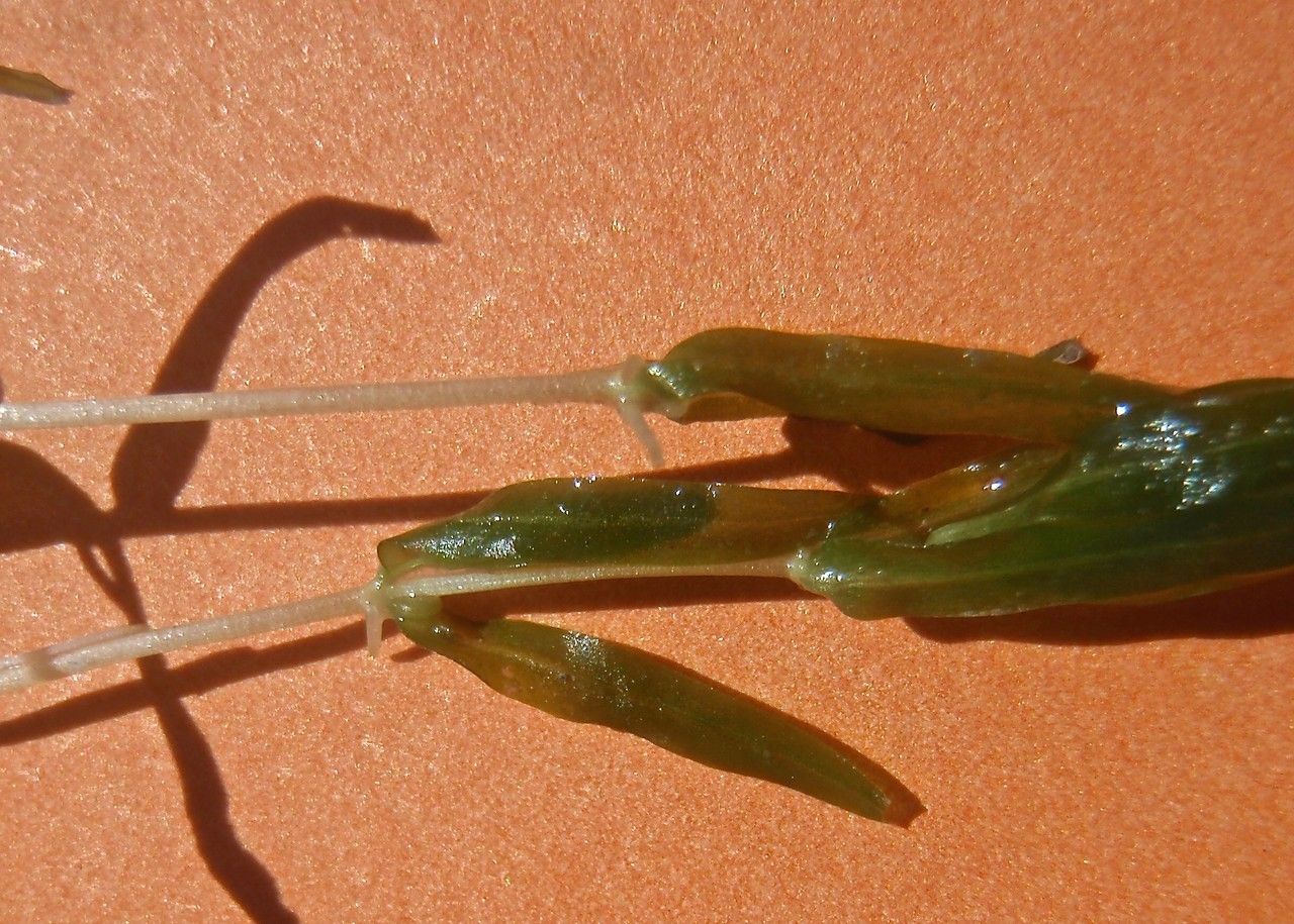 Callitriche truncata habit