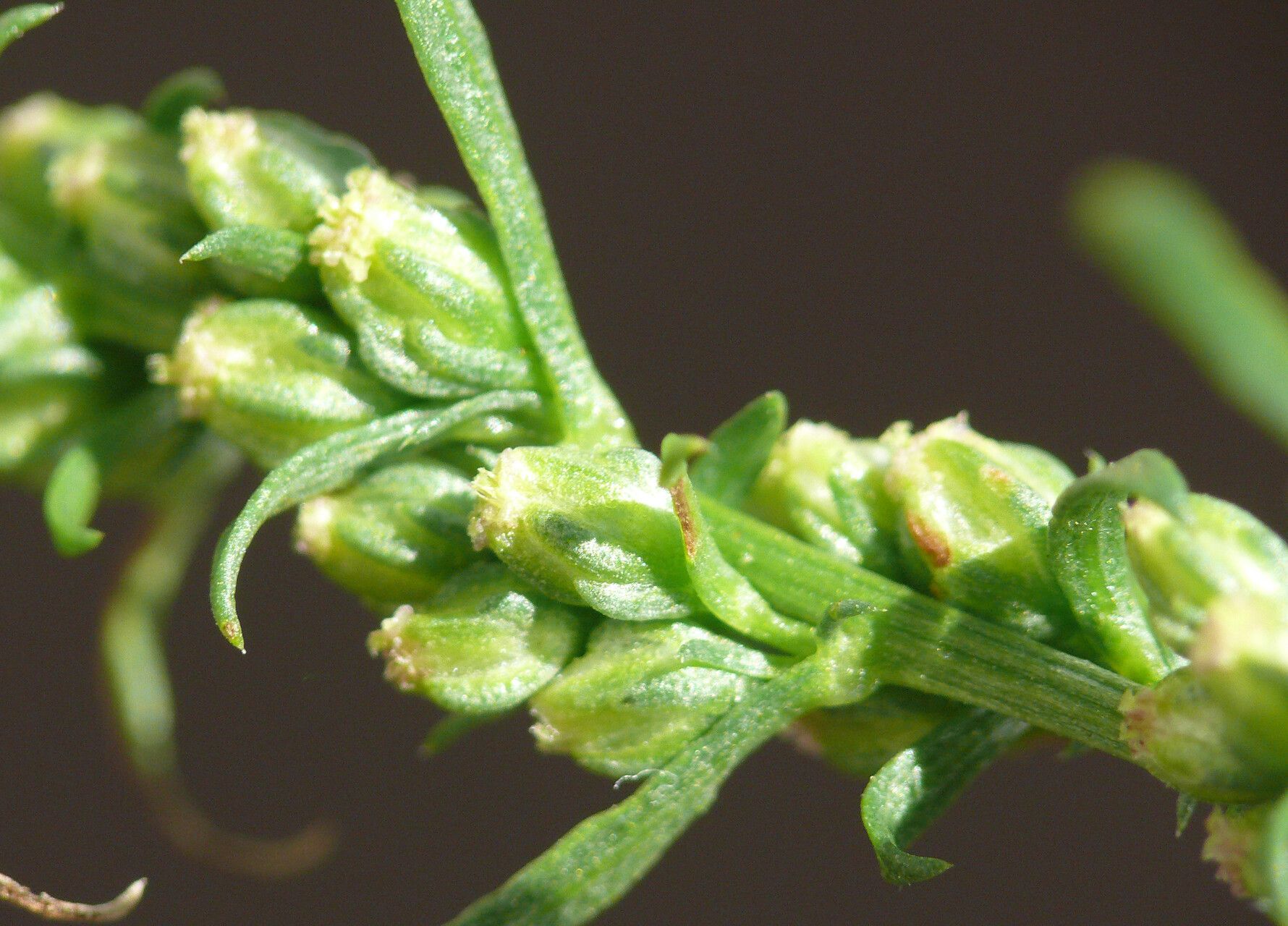 Artemisia tournefortiana flower