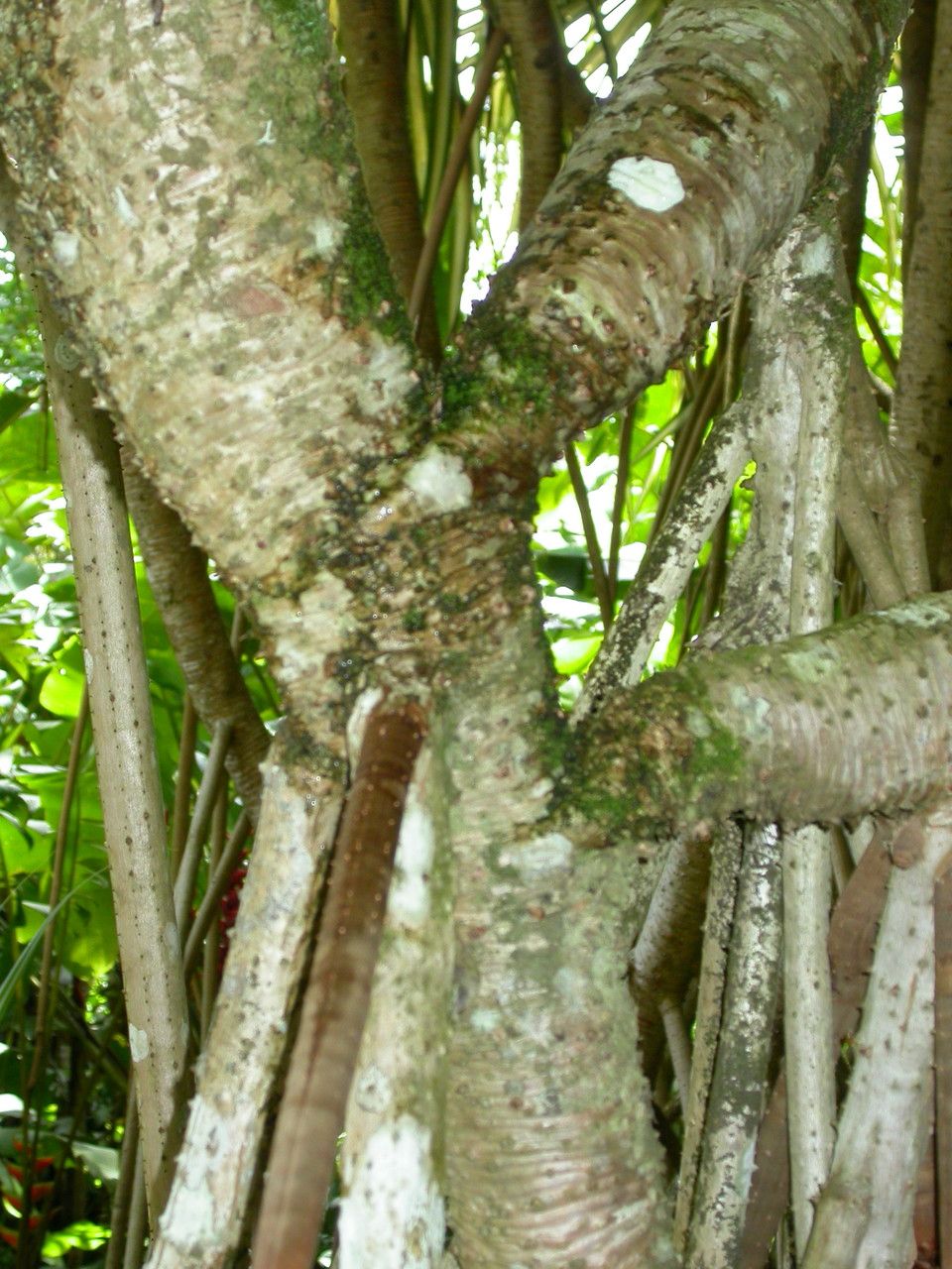 Pandanus sanderi bark