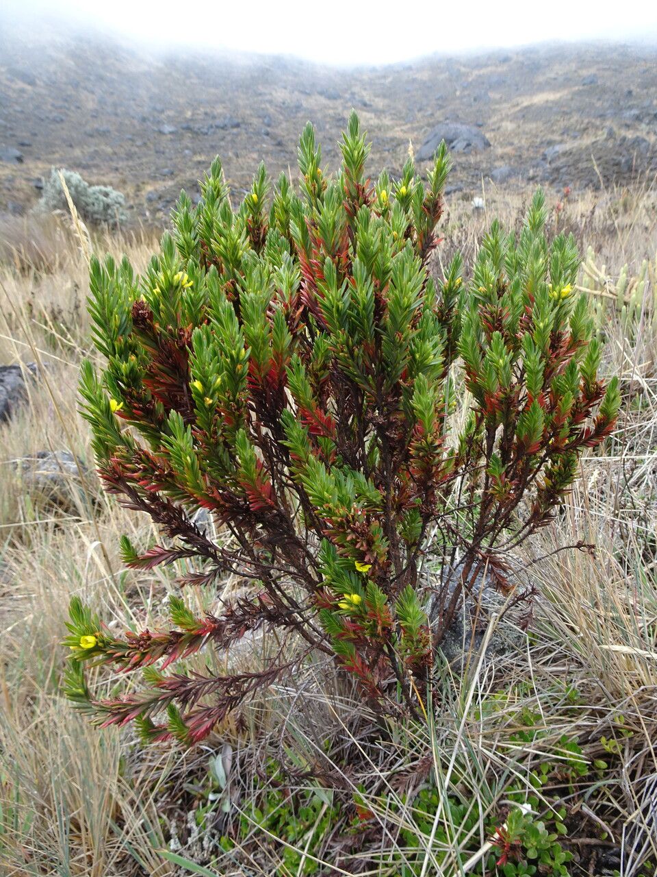 Hypericum lancioides habit