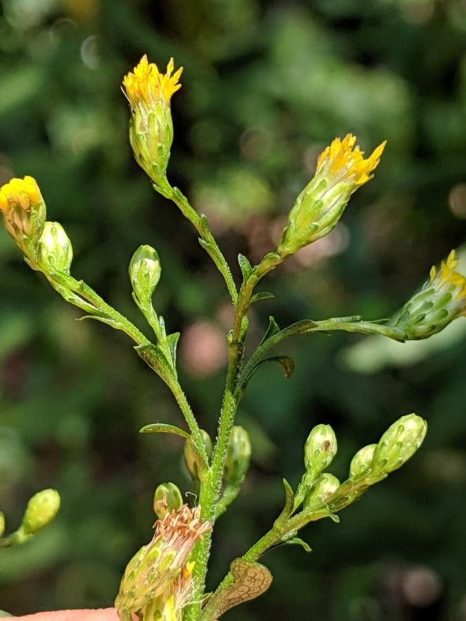 Solidago hispida flower