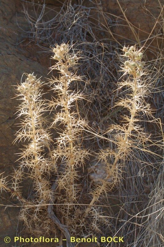Eryngium ternatum other