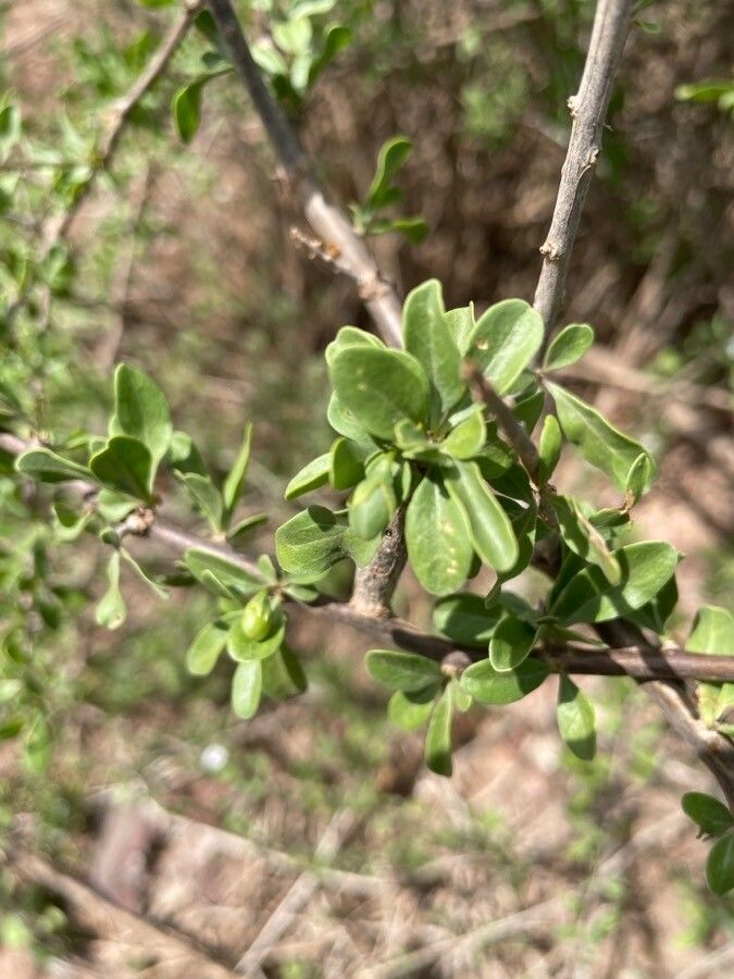 Lycium shawii — search result for 'Prosopis'