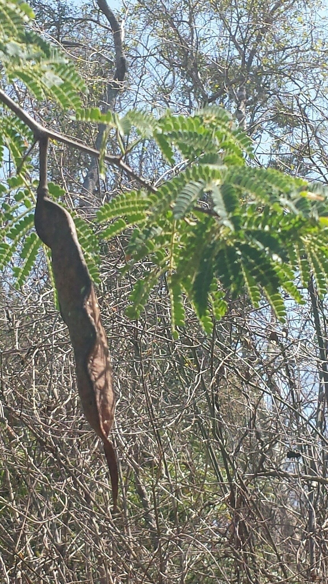 Albizia arenicola — search result for 'Albizia'