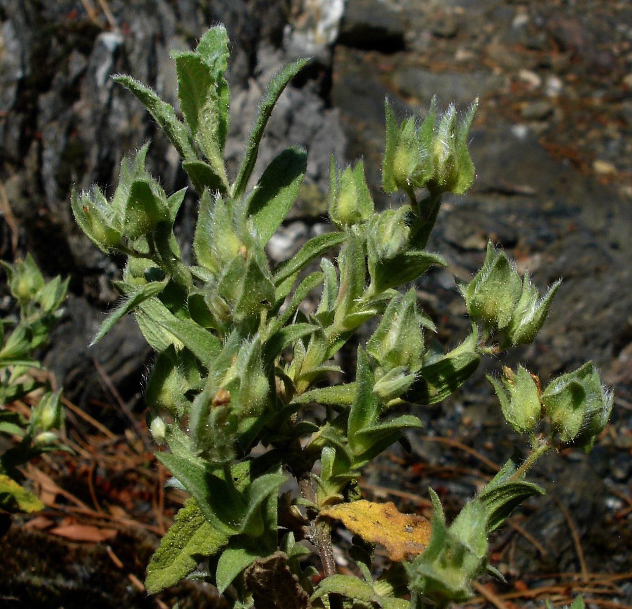 Cistus pouzolzii habit