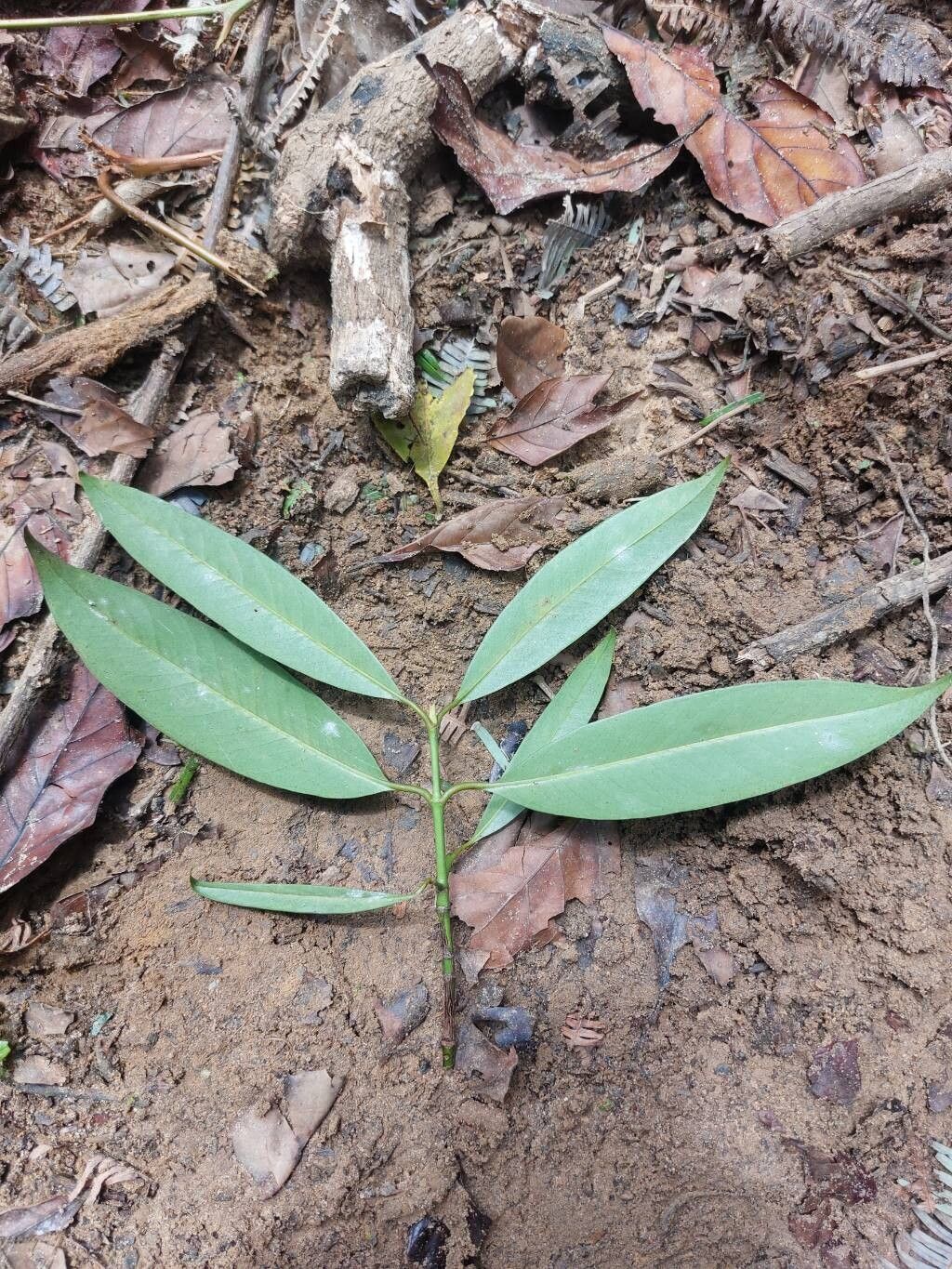 Garcinia cowa — houseplant care guide