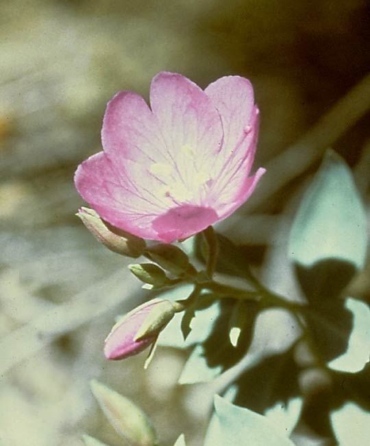 Epilobium rigidum flower