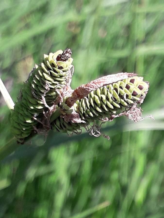 Carex paniculata flower