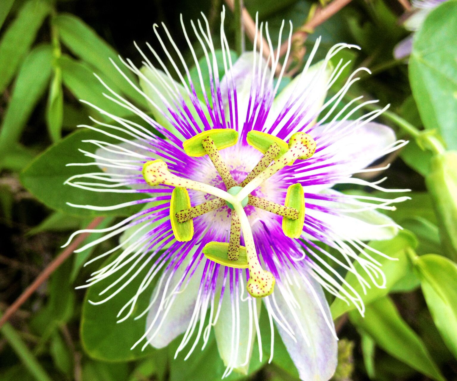 Passiflora stipulata — houseplant care guide