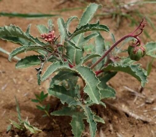 Asclepias involucrata — search result for 'Asclepias'