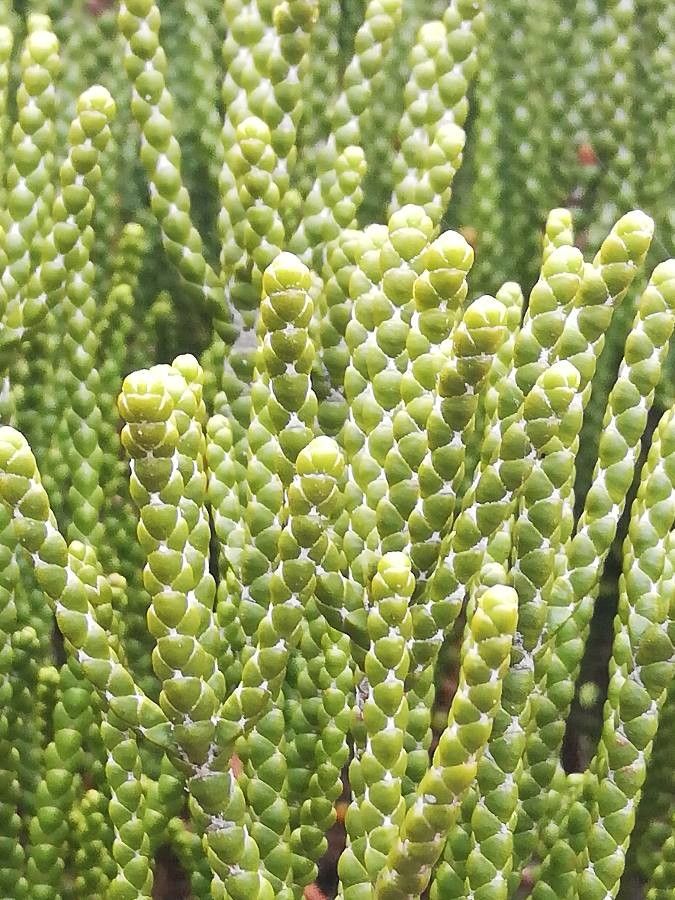 Leptinella pyrethrifolia — houseplant care guide