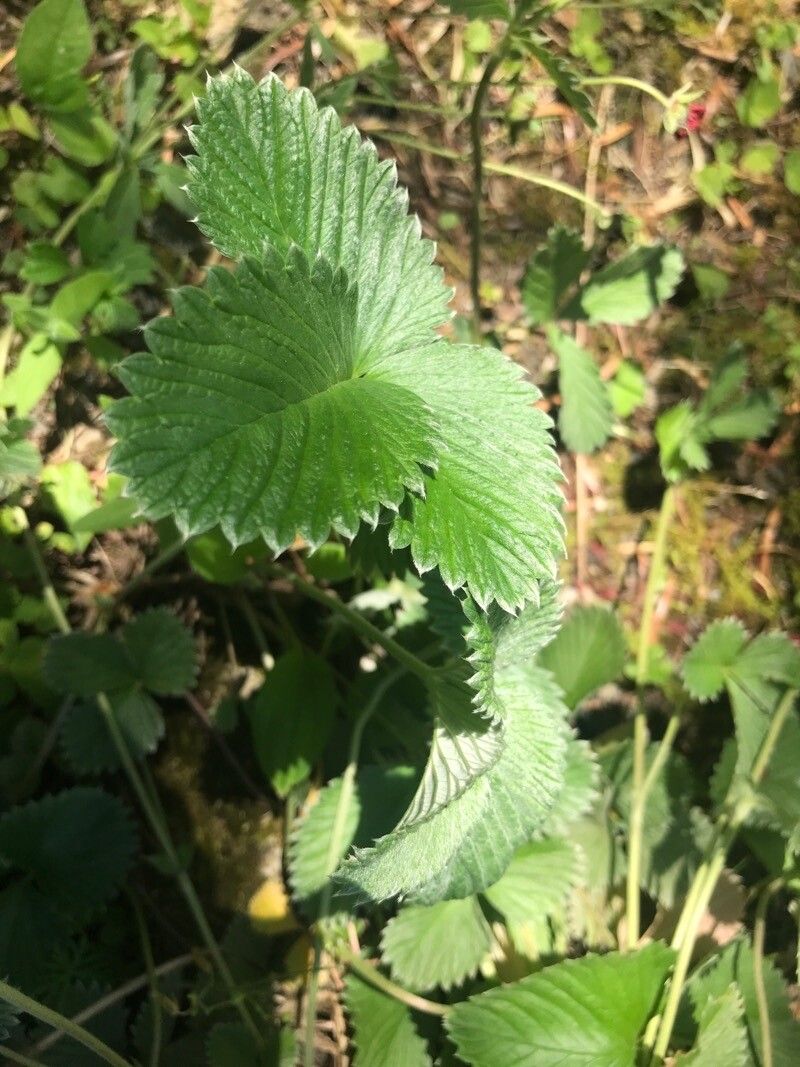Potentilla atrosanguinea leaf
