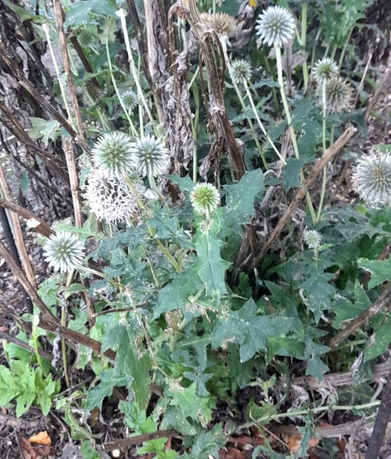 Echinops davuricus habit