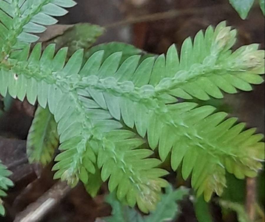 Selaginella sulcata — houseplant care guide