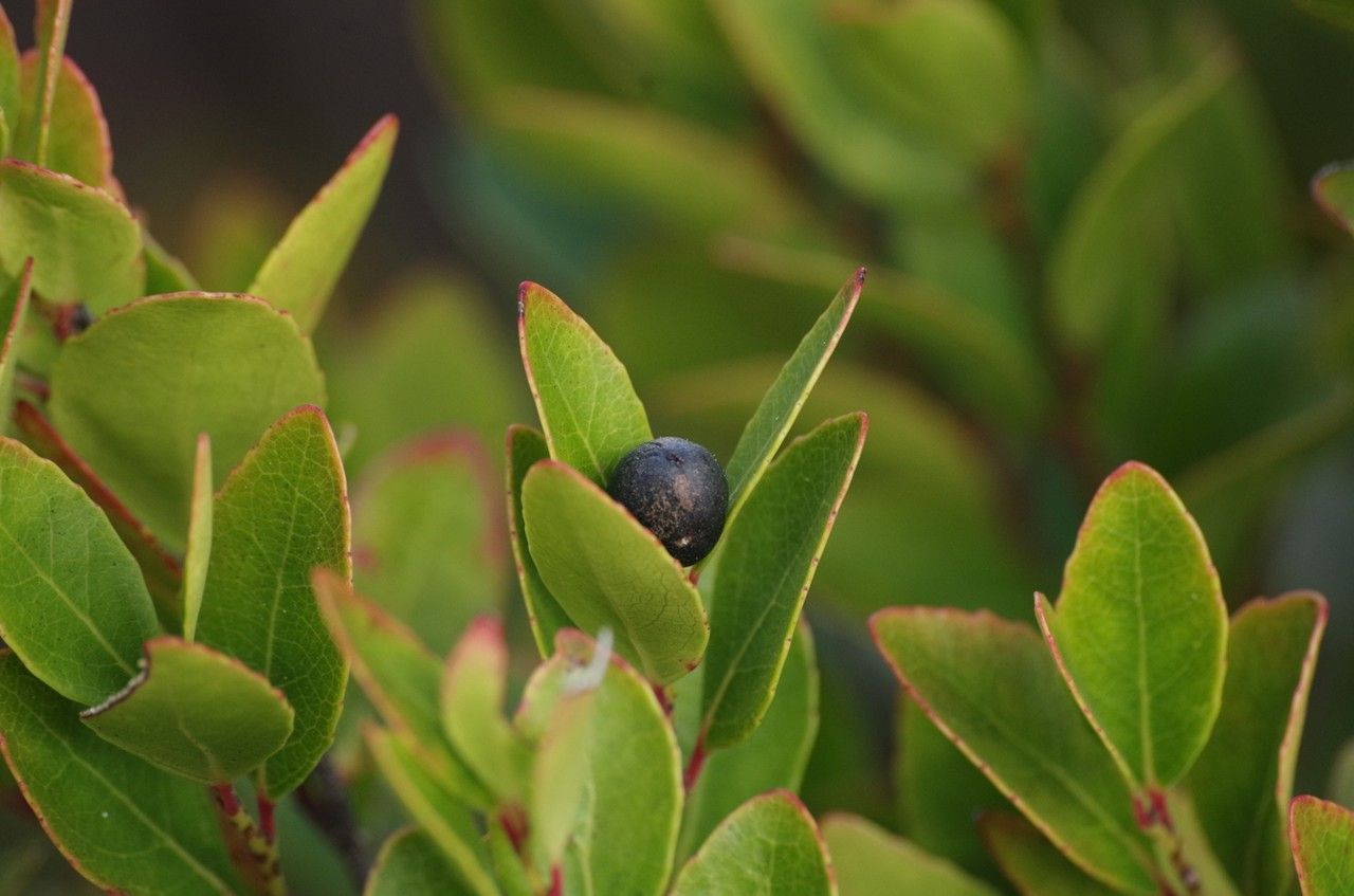 Xylosma kaalaensis habit