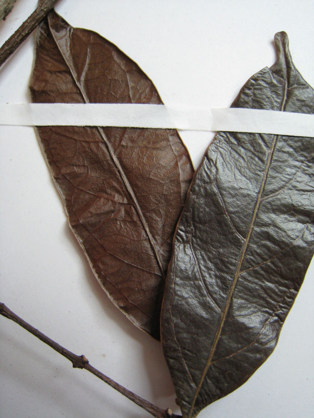 Salacia amplectens other