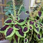 Plectranthus scutellarioides