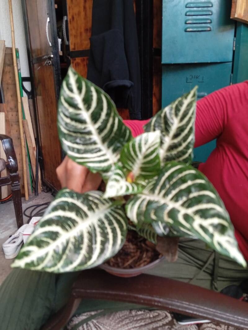 Xanthosoma lindenii flower