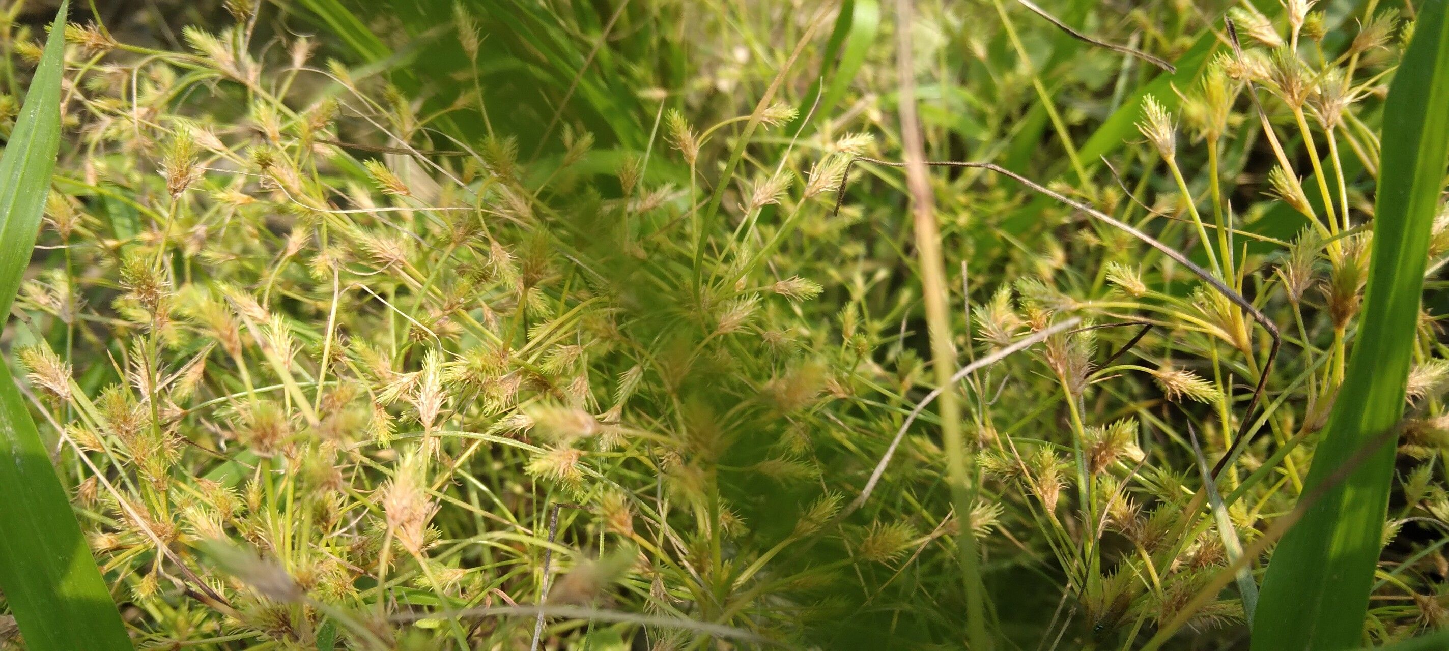 Fimbristylis squarrosa habit