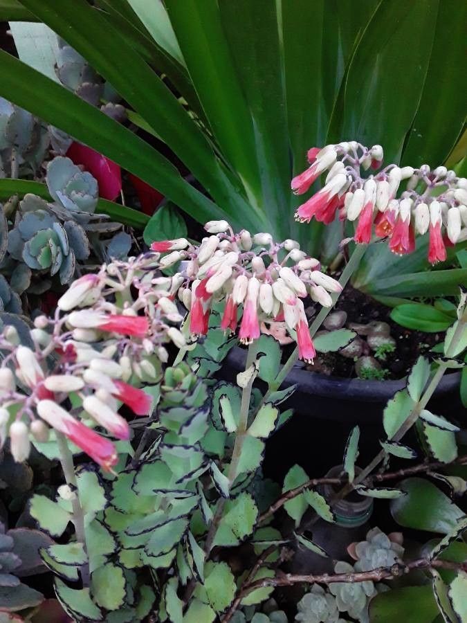 Bryophyllum fedtschenkoi flower