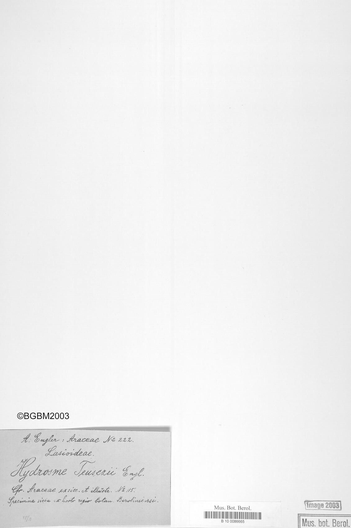 Amorphophallus teuszii — houseplant care guide