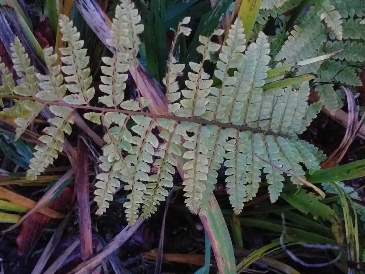 Polystichum retrosopaleaceum — search result for 'Polystichum'