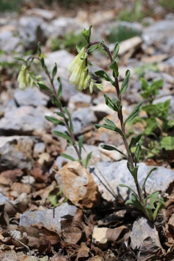 Onosma thracica habit