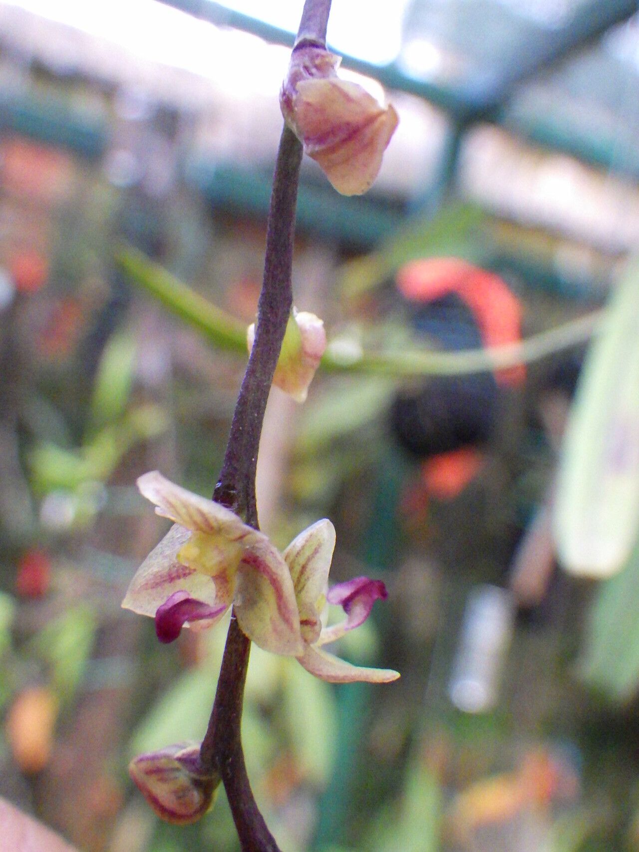 Bulbophyllum sandrangatense flower