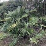Chamaerops humilis