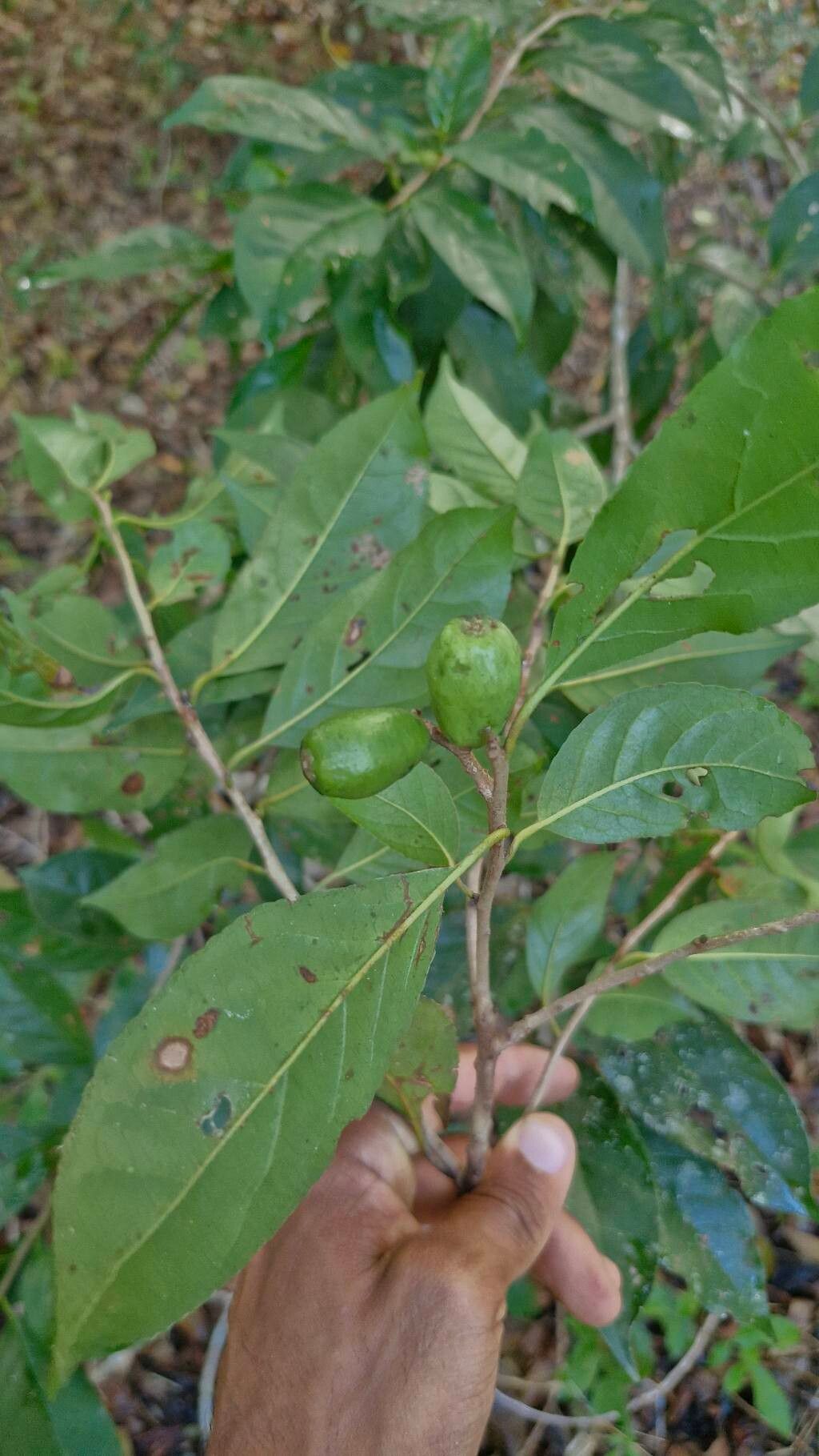 Symplocos nitens fruit