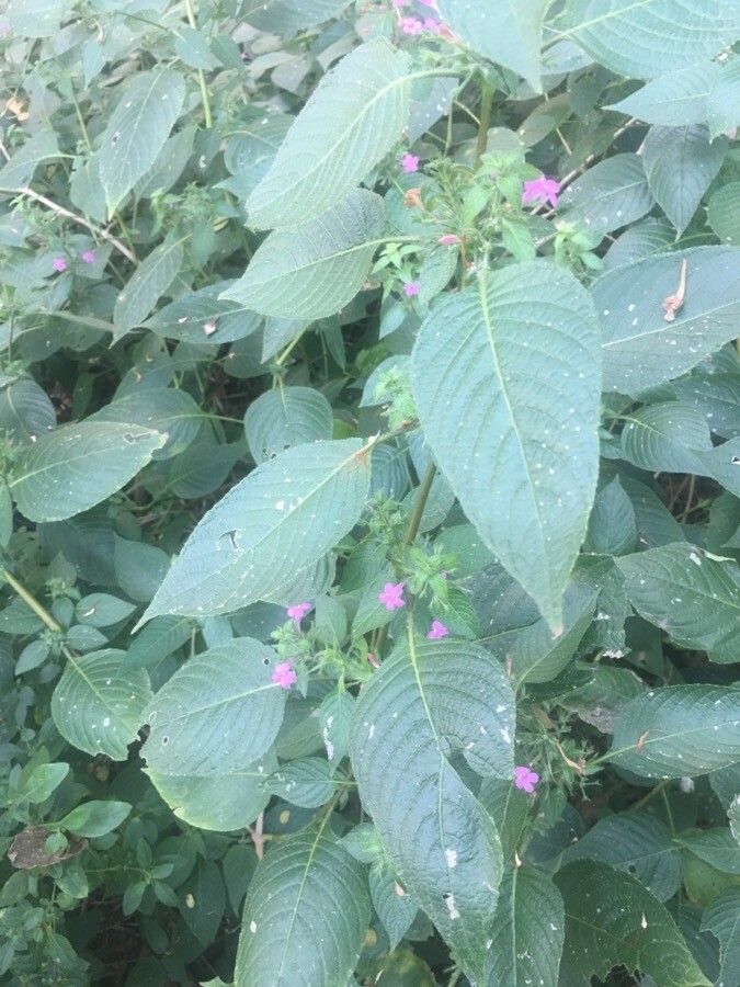 Ruellia paniculata flower