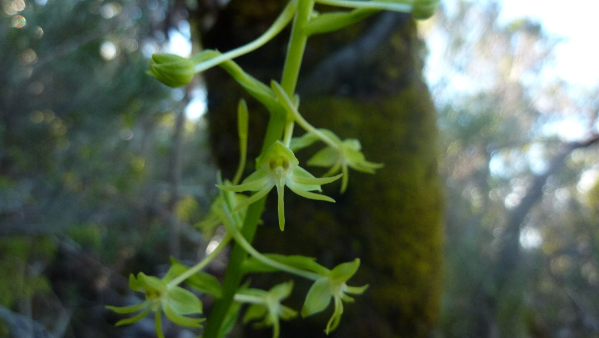 Habenaria frappieri — houseplant care guide