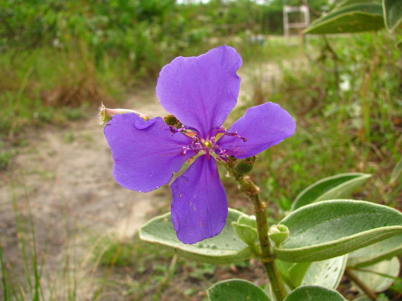Tibouchina clavata flower