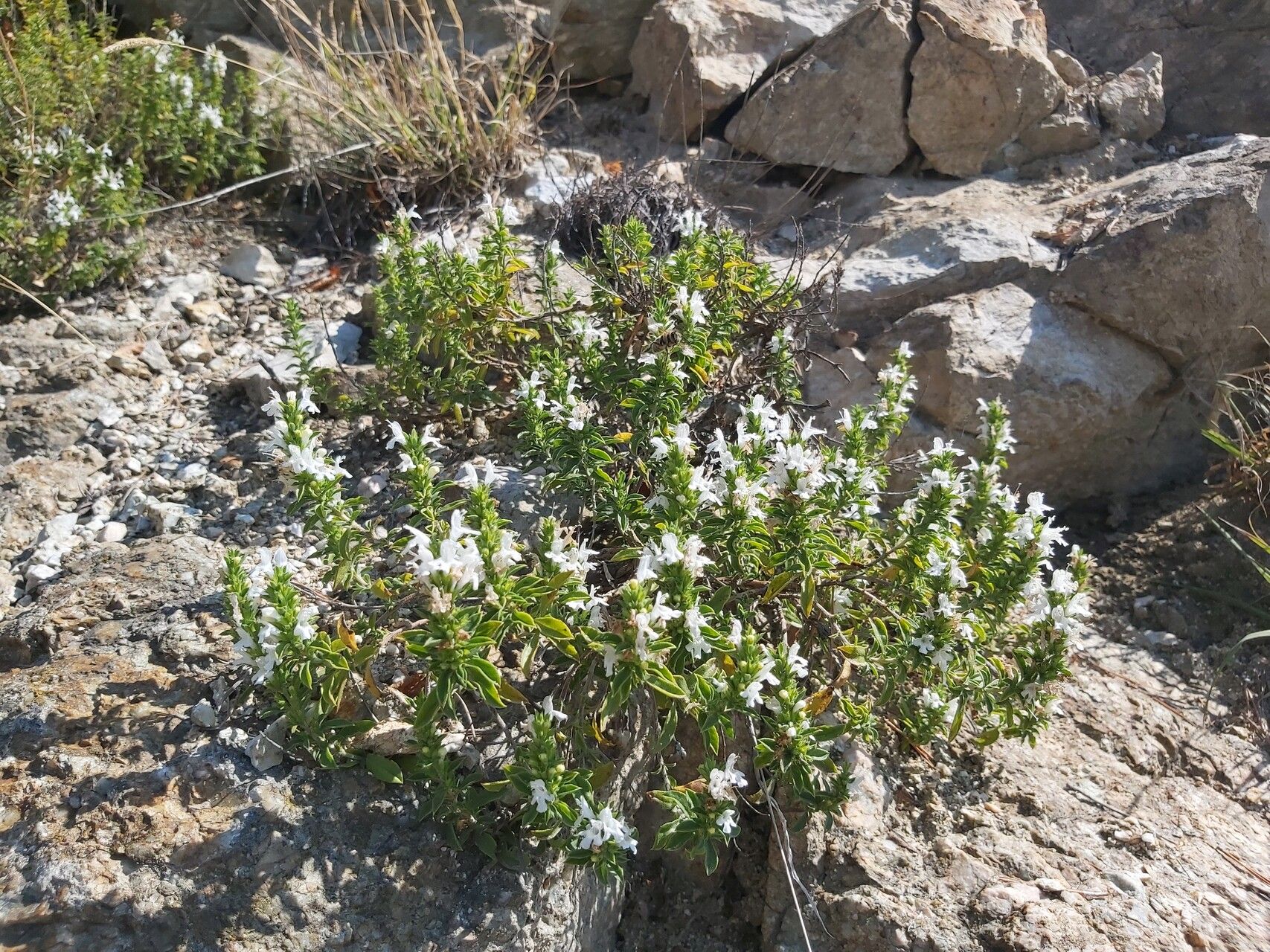 Satureja pilosa habit