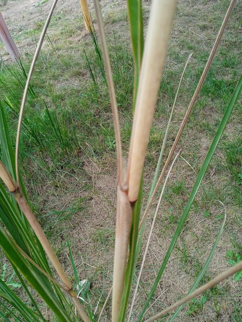 Tripidium ravennae leaf
