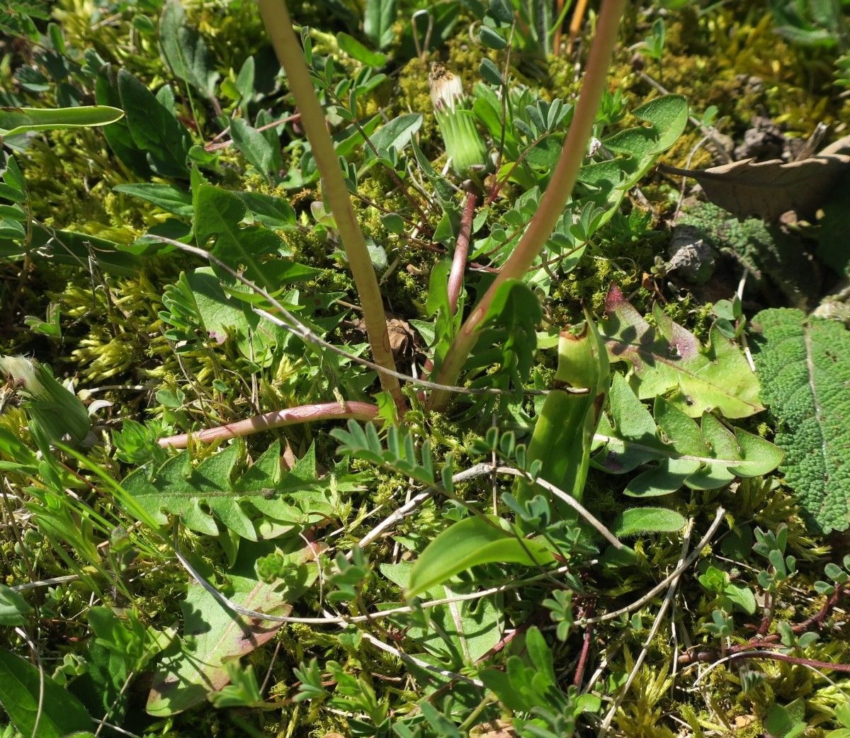 Taraxacum braun-blanquetii habit