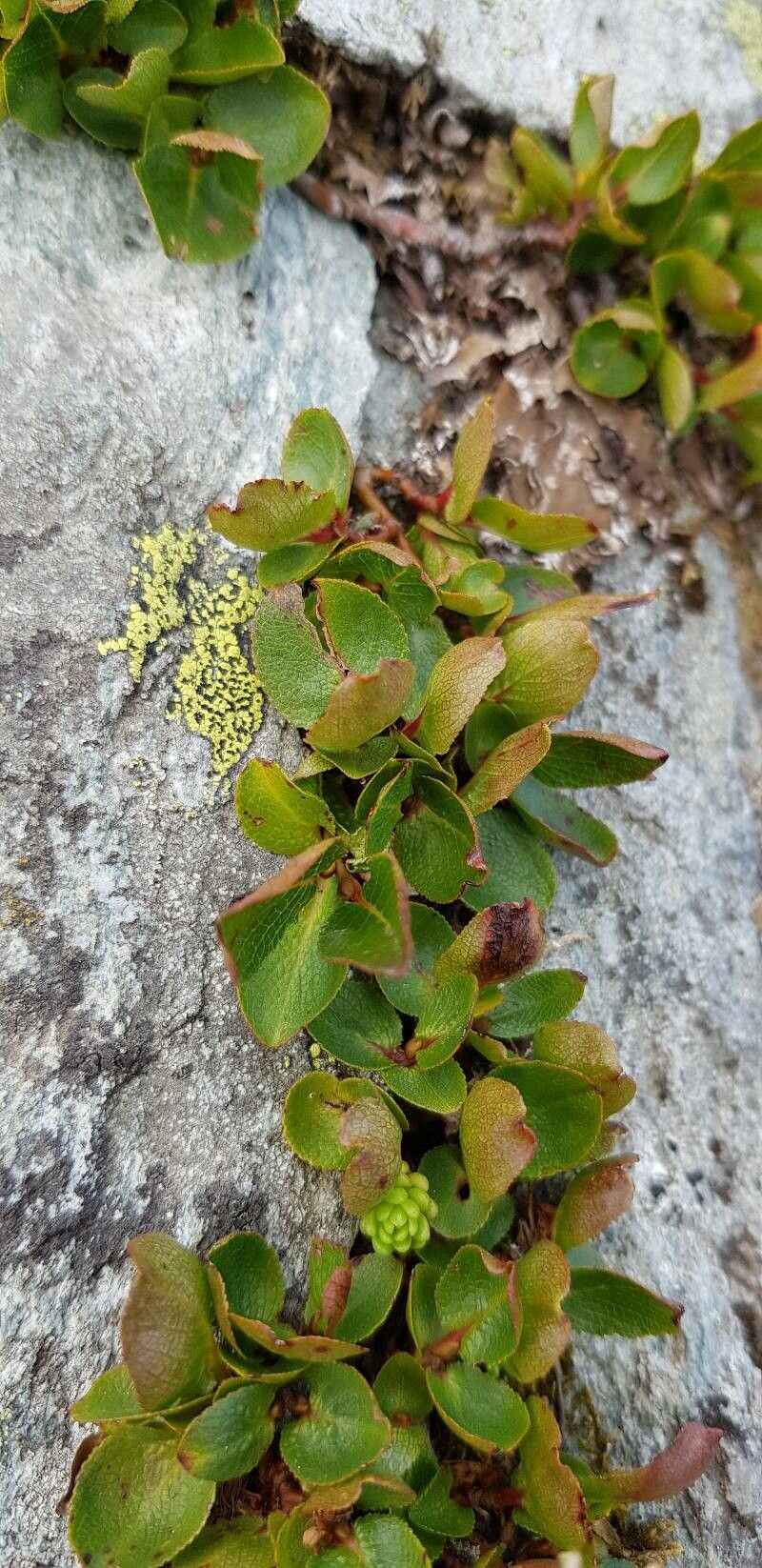 Salix herbacea — search result for 'Salicaceae'