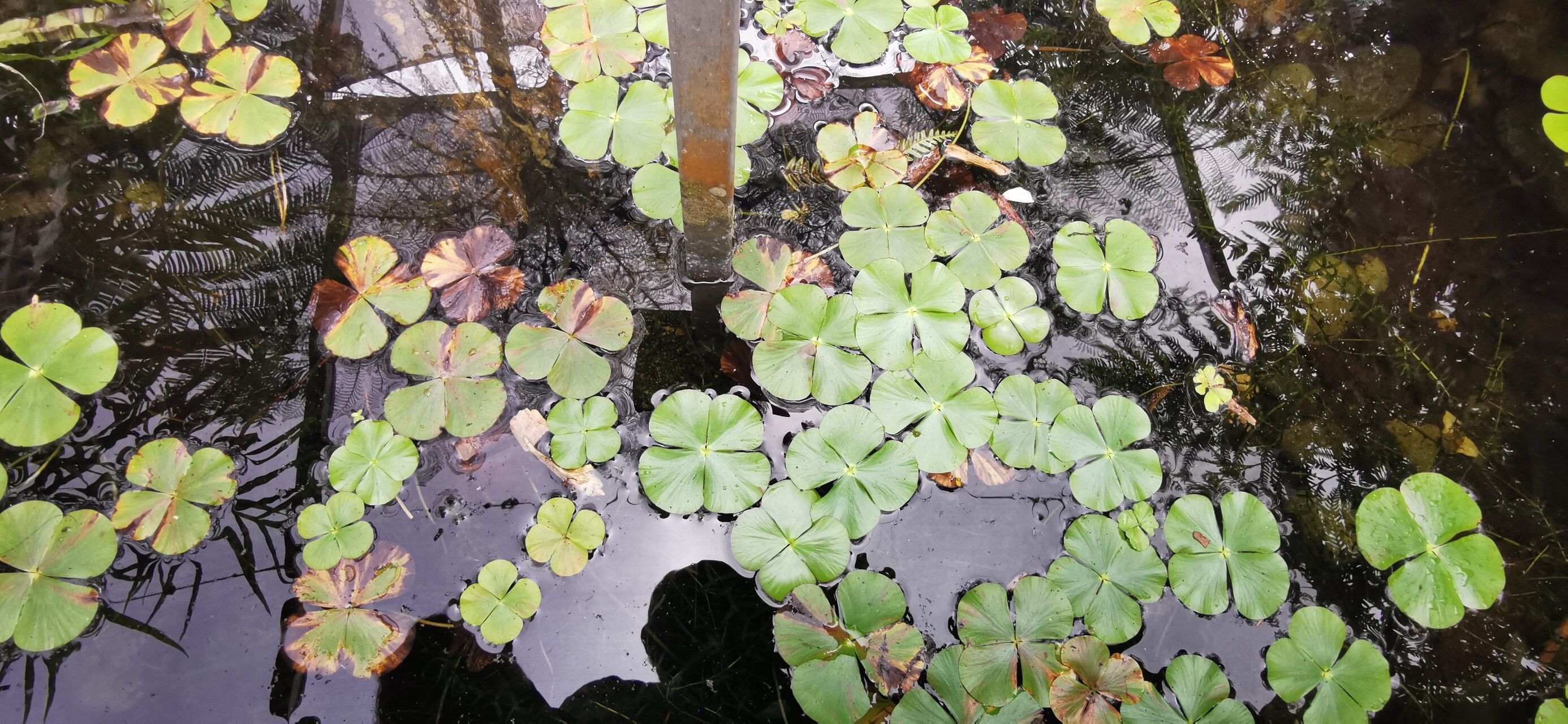 Marsilea drummondii — related species from the same genus