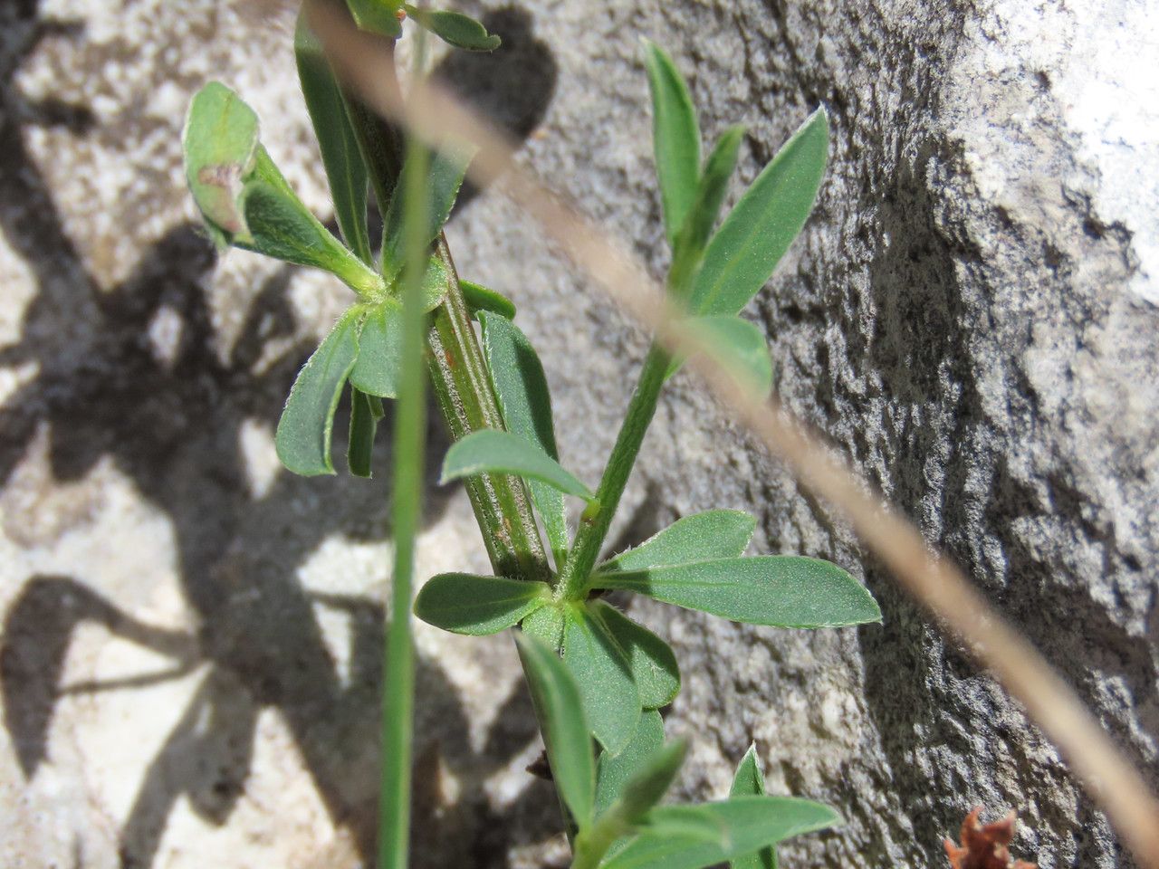 Cytisus decumbens — search result for 'Cytisus'