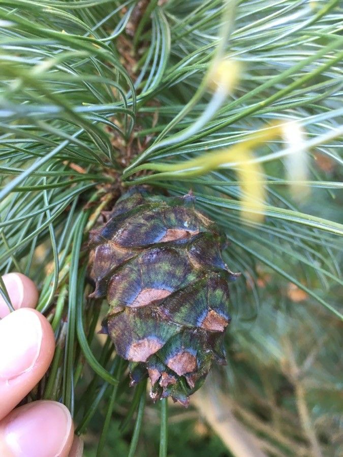 Pinus pumila fruit