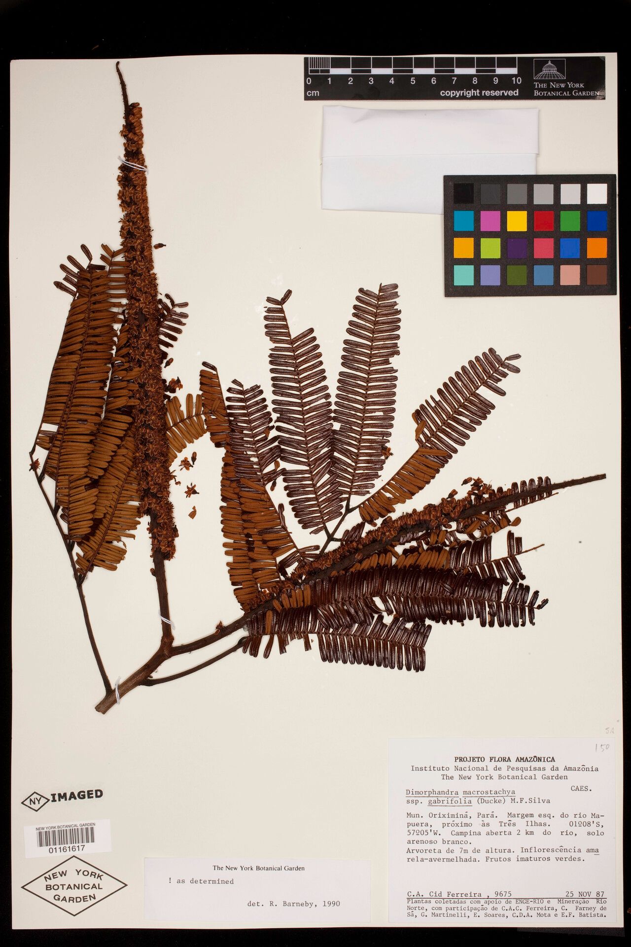 Dimorphandra campinarum — related species from the same genus