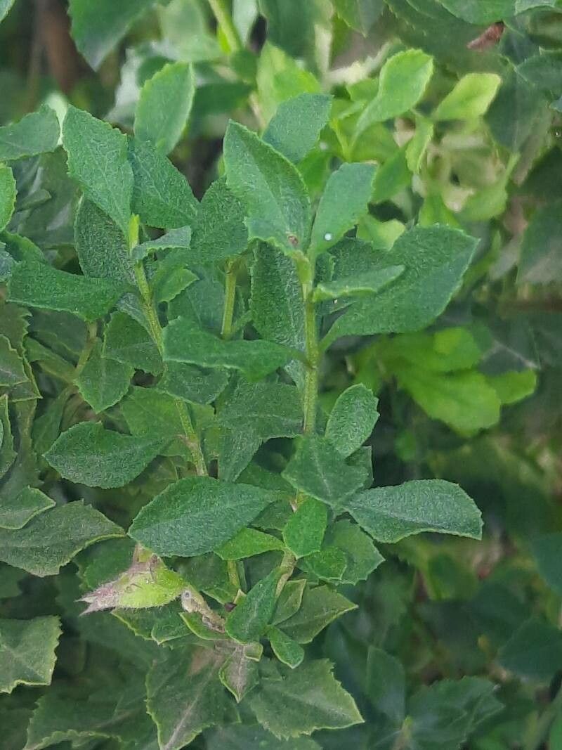 Salvia chamelaeagnea — search result for 'Salvia'