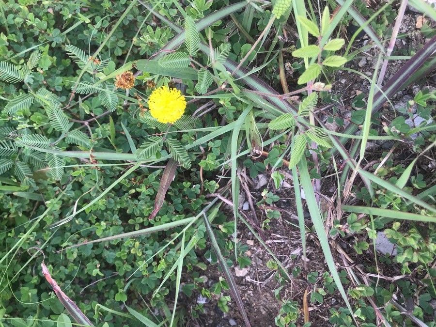 Neptunia lutea — search result for 'Alabama'