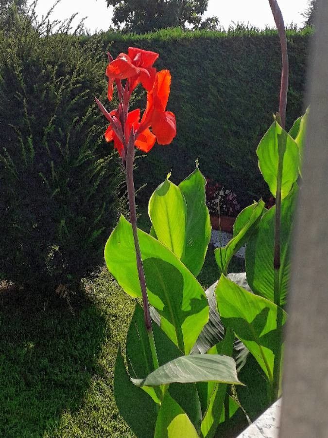 Canna × generalis flower